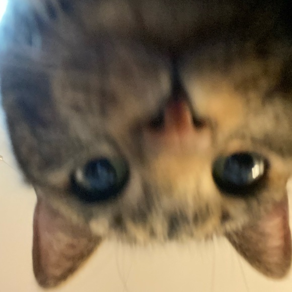 ivyhole